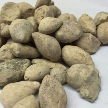 زيتونة بني إسرائيل